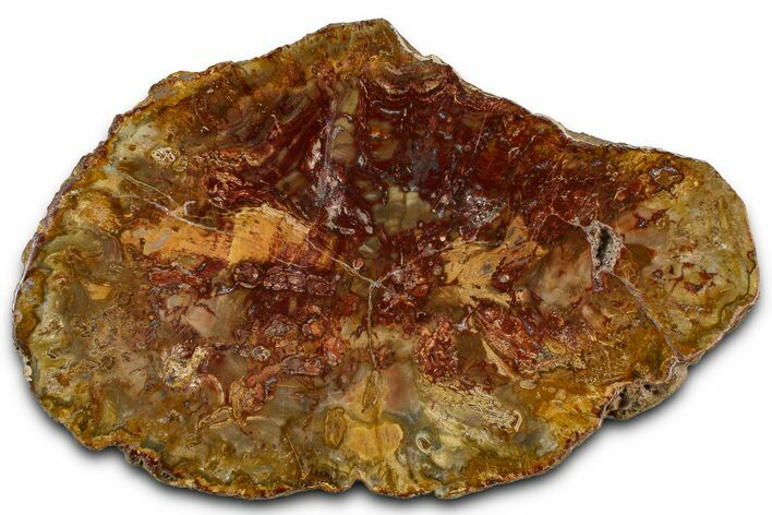 Beautiful Petrified Wood (Araucaria) Slab - Madagascar #361503